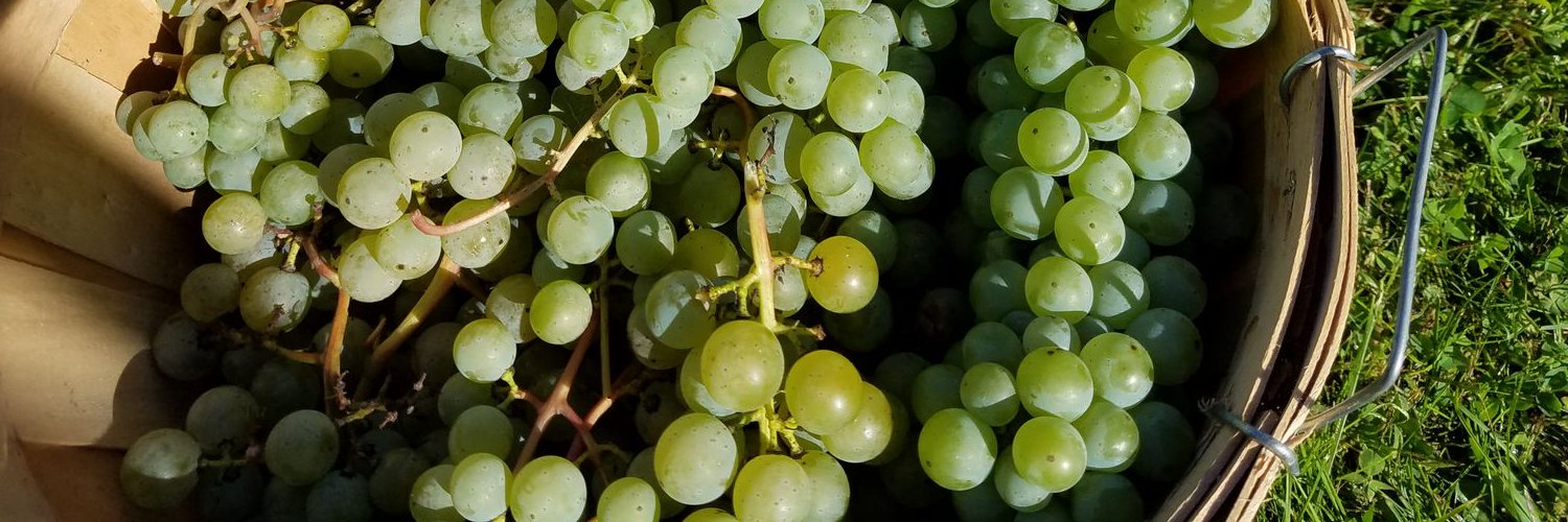Section 8 Vineyards banner