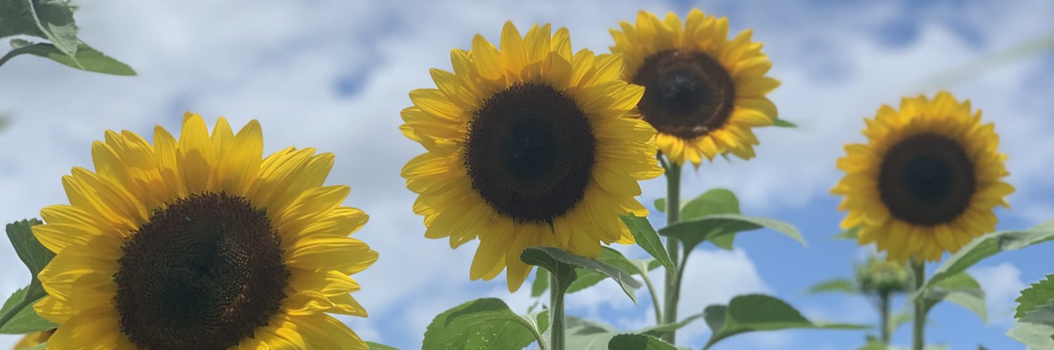 AnneTweetTree's profile banner image