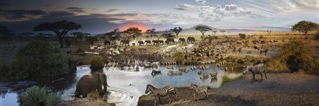 Constantine Manda banner