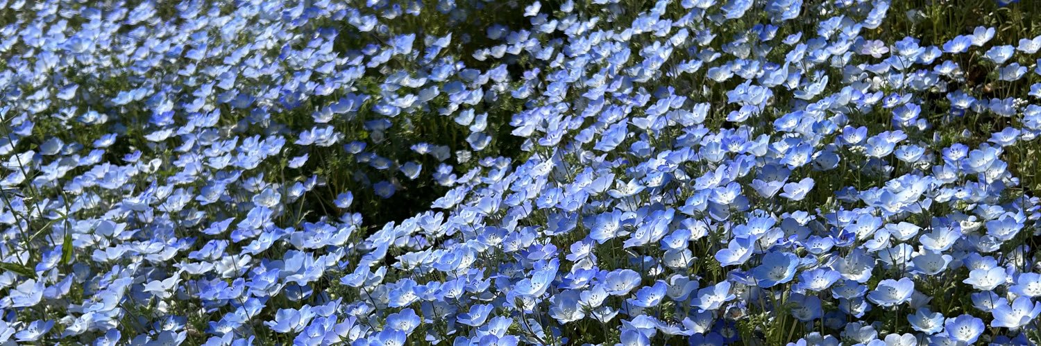 blue_dayflower's profile banner image