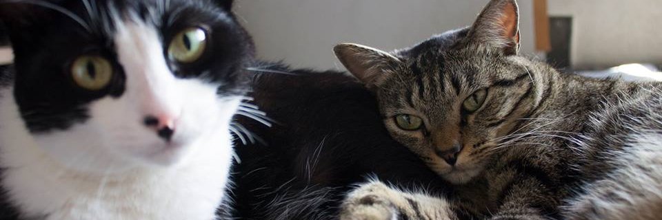 PhabsAlberg's profile banner image