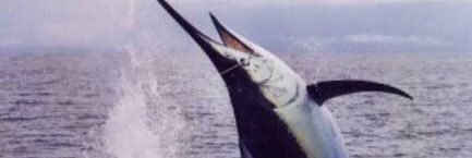 CloseSaba's profile banner image