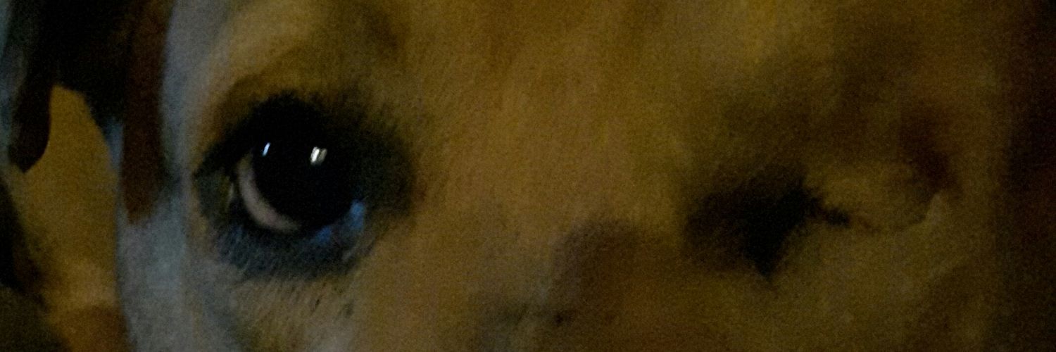 Michelle Adam banner