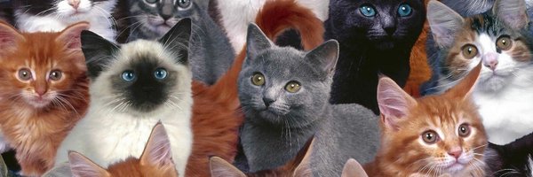 ANNARFACE Profile Banner