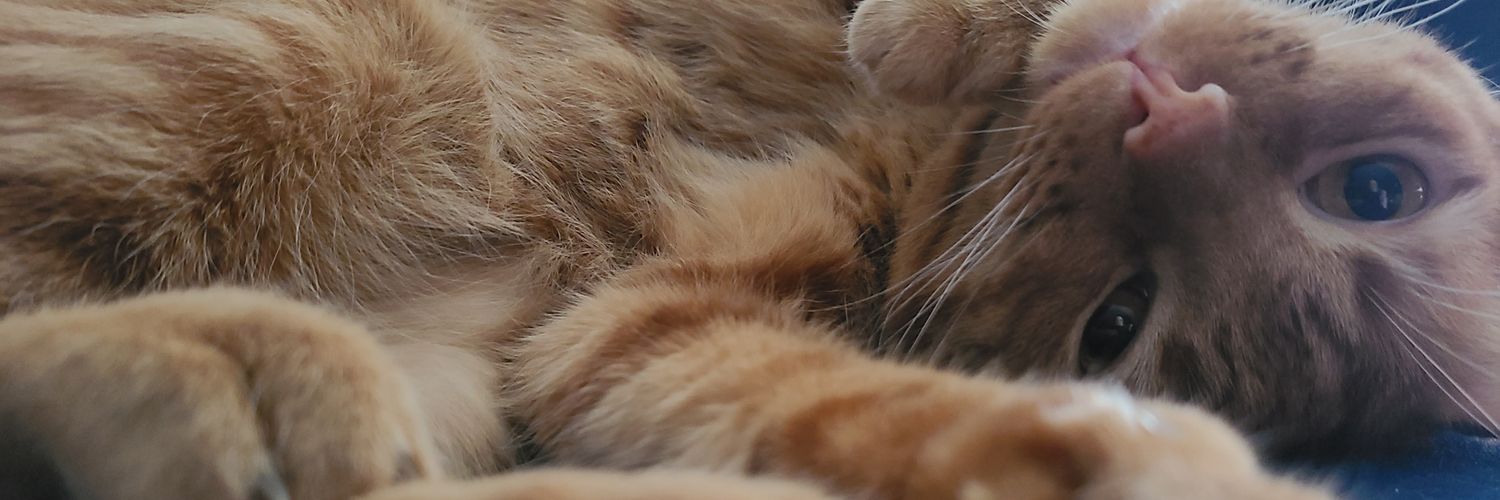 finns_keeper's profile banner image