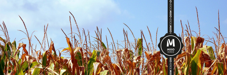 somosmilloverde's profile banner image
