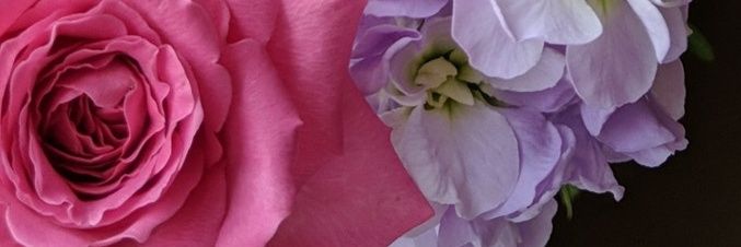 madeleineeoo's profile banner image