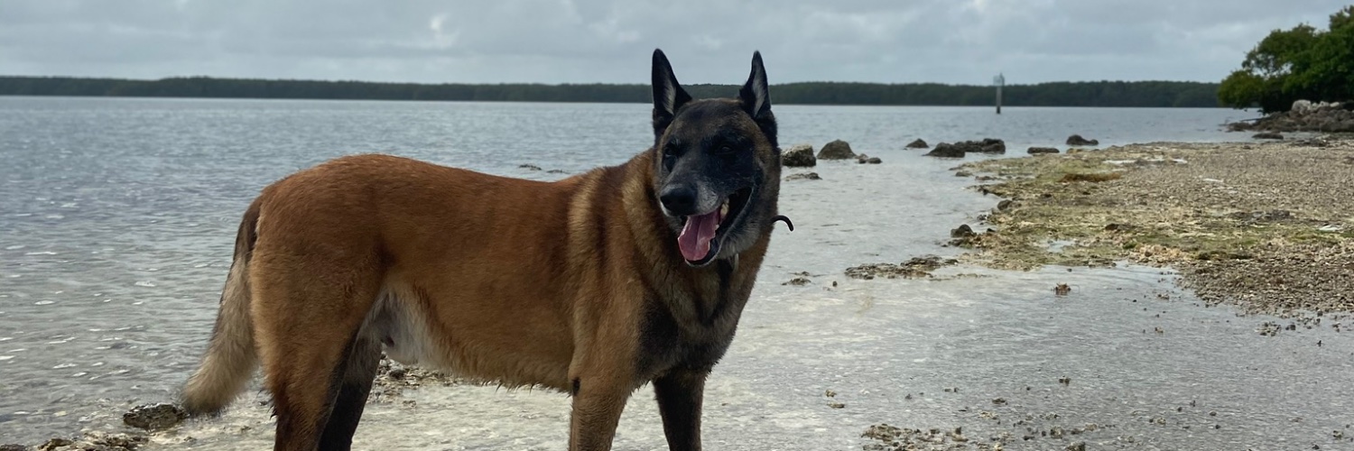 AlliasDR's profile banner image
