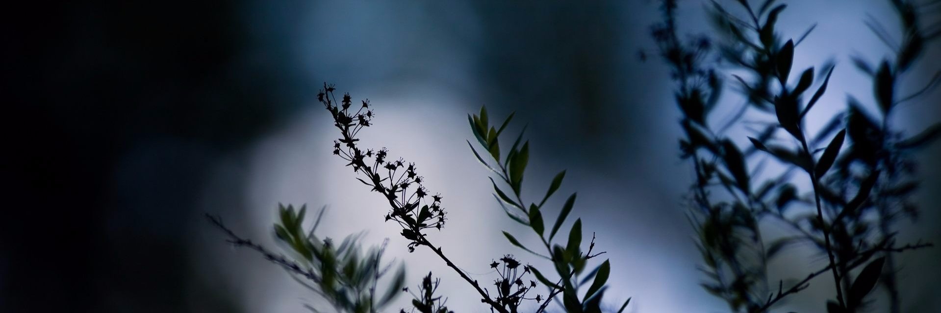 lisalis_a's profile banner image