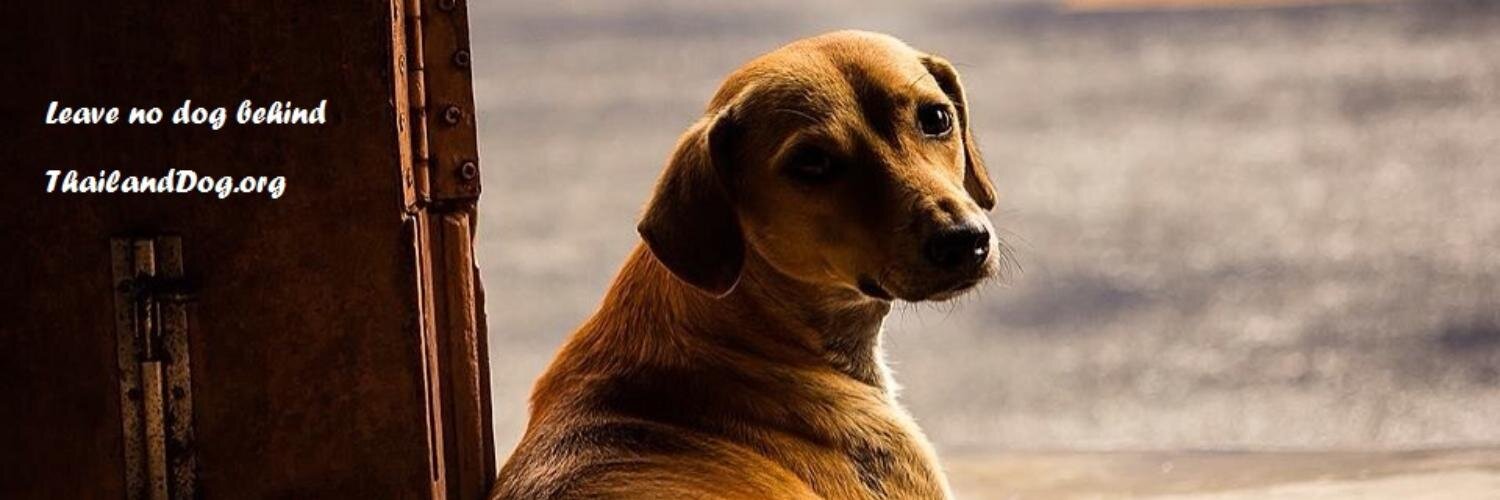 Thaidogs's profile banner image