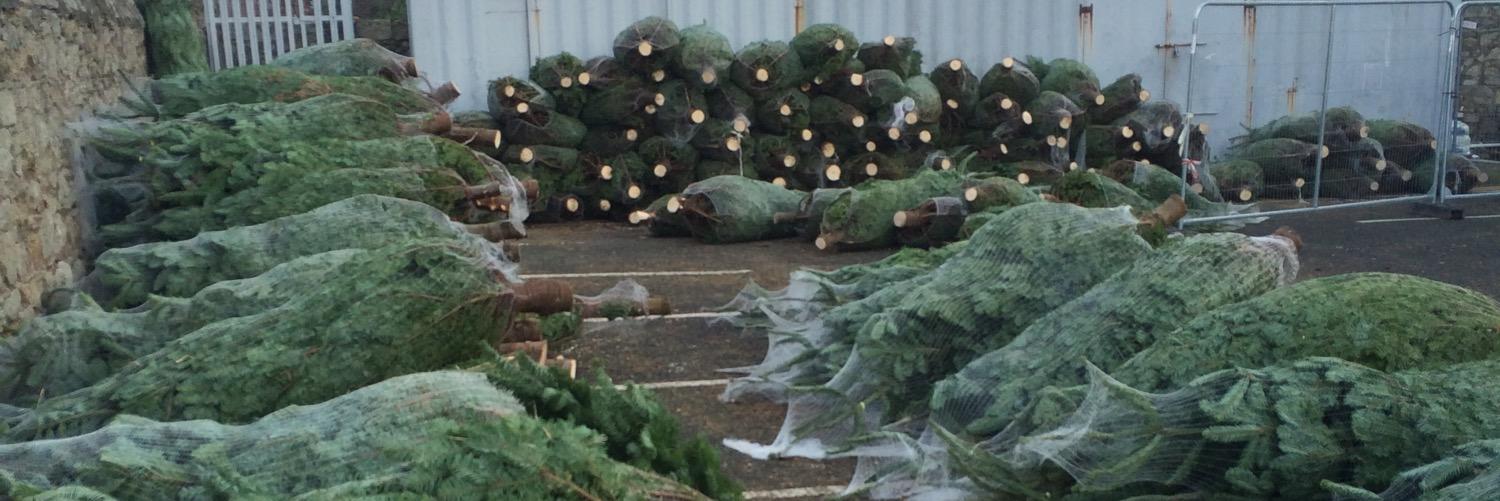 stmctrees's profile banner image