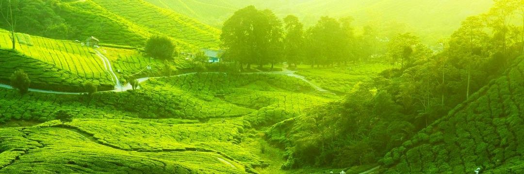VickyShamallah's profile banner image