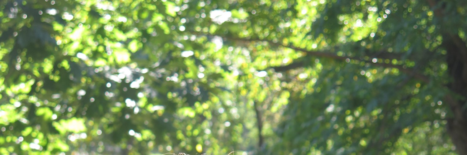 ChenBarnea's profile banner image