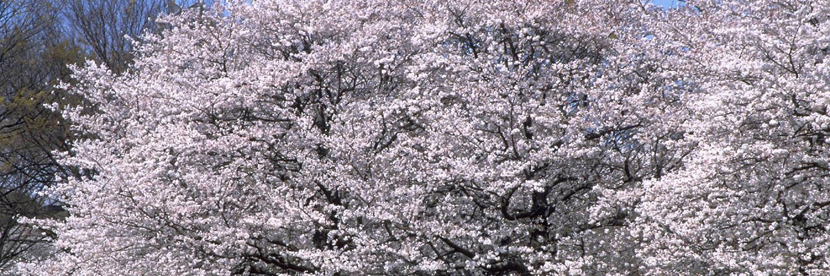 sr_knet's profile banner image