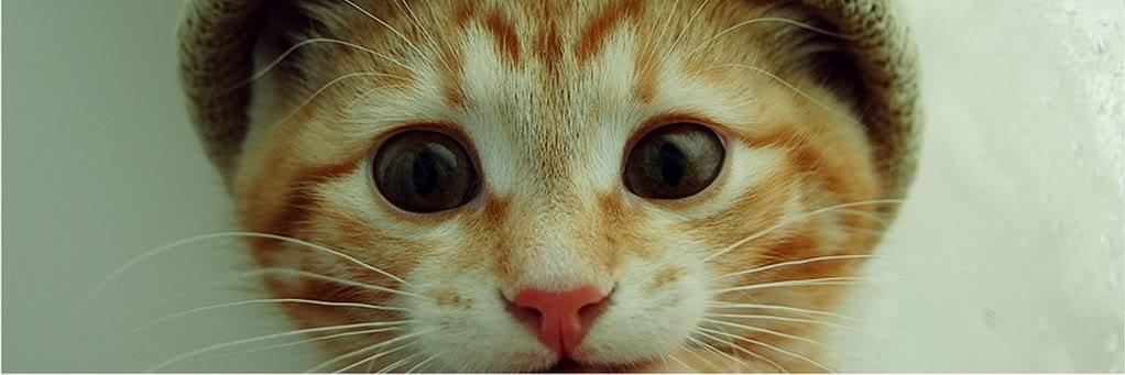 BeanieKitten's profile banner image