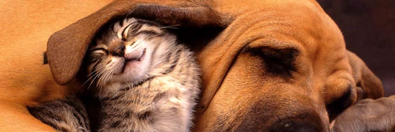 Cause for Paws of NC banner