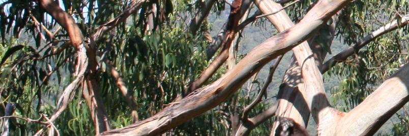 Lester E Jones banner