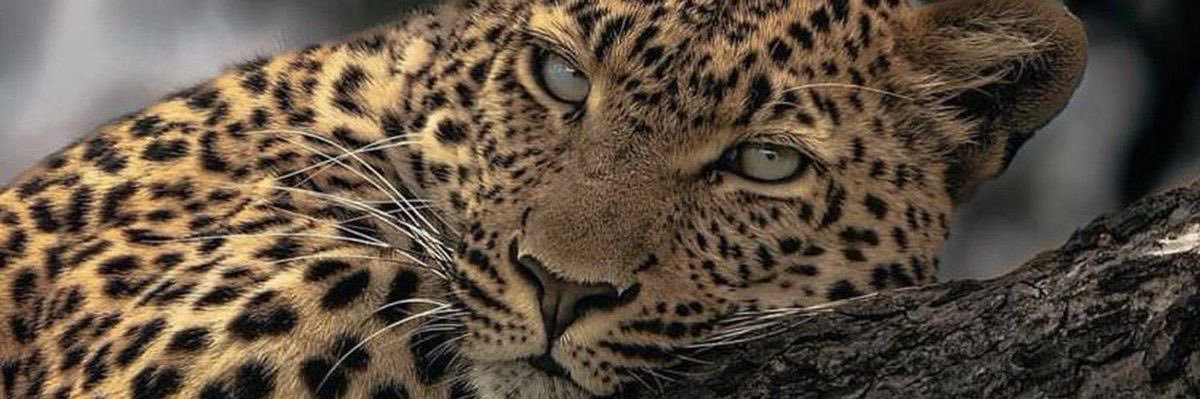 bpaulla3's profile banner image