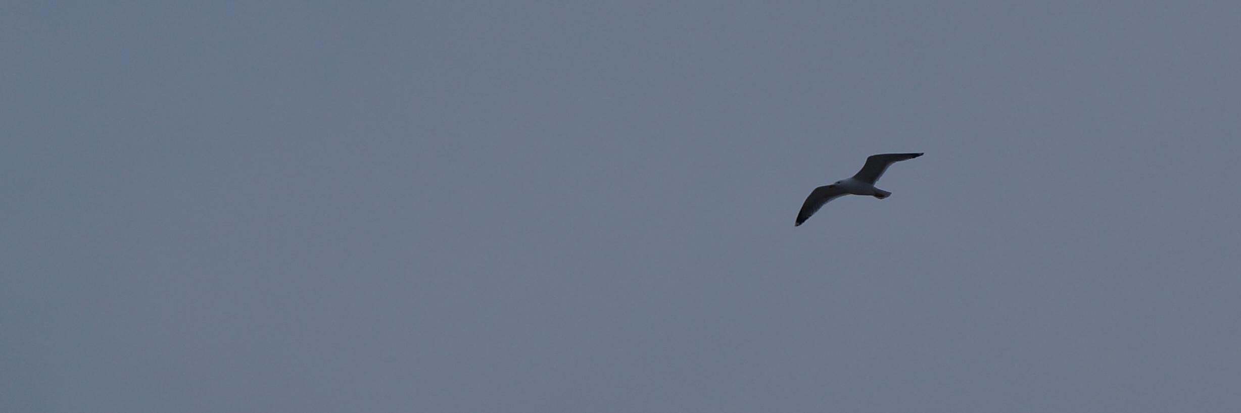 Michael SPECHT banner