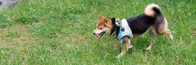 noi🐕5/4文フリ東京ち-76 banner