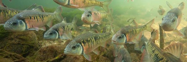 bluemayfly Profile Banner