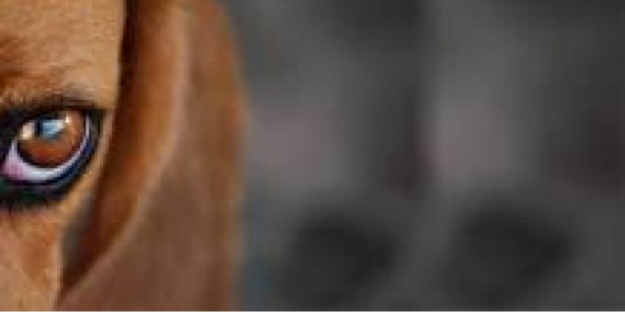 MelucaPeluk's profile banner image