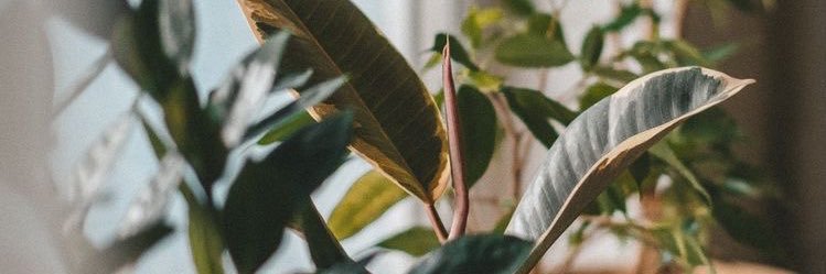kaleyrleas's profile banner image