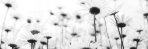 AvaRPGHA's profile banner image