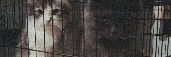 prithade's profile banner image