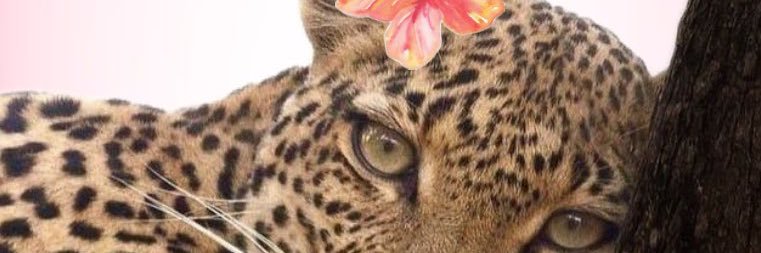 wneyYY's profile banner image