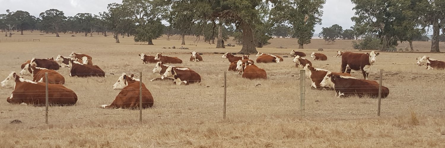 David Cornish banner