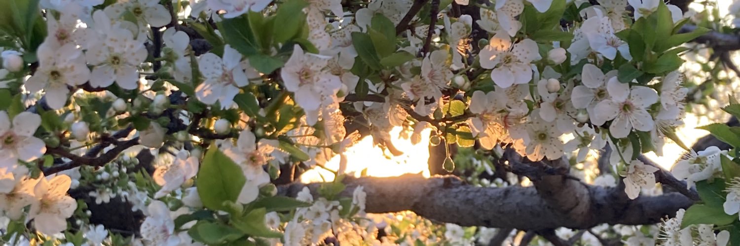 Falso chileno banner