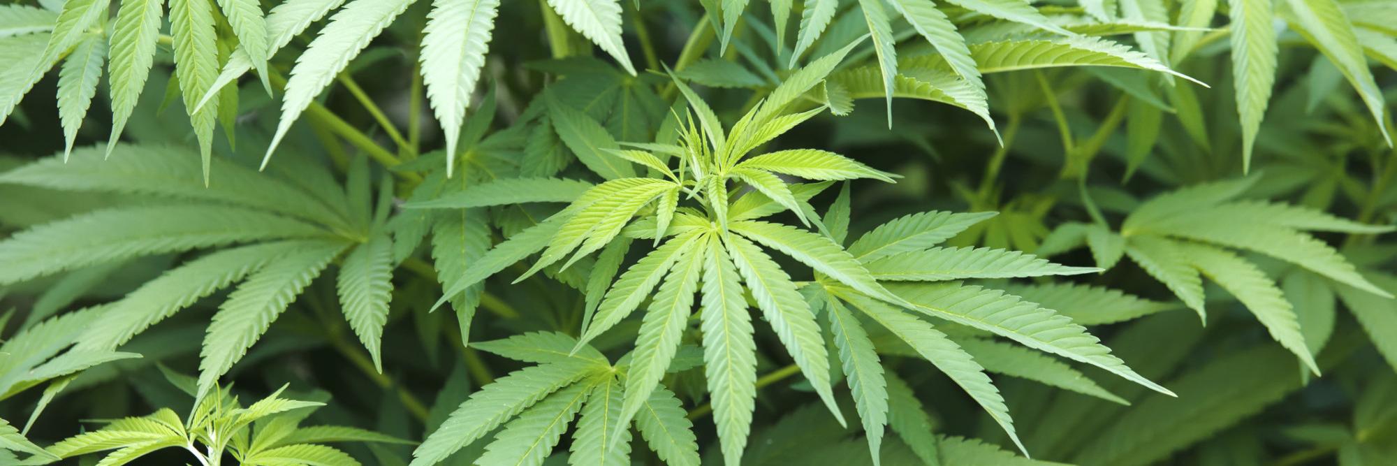lets_legalizeit's profile banner image