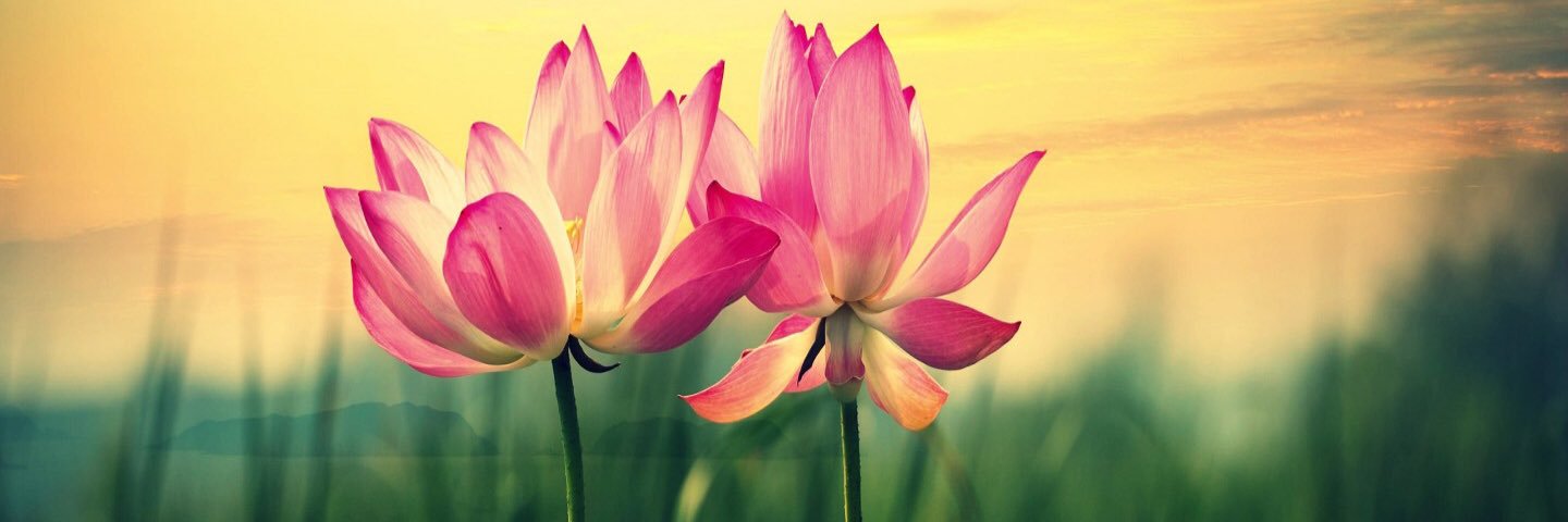 carlydugo's profile banner image