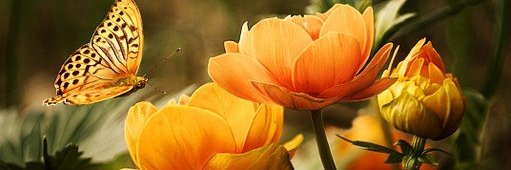 virgo6647's profile banner image