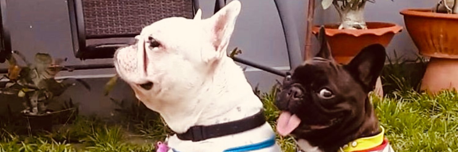 DeniseFondo's profile banner image