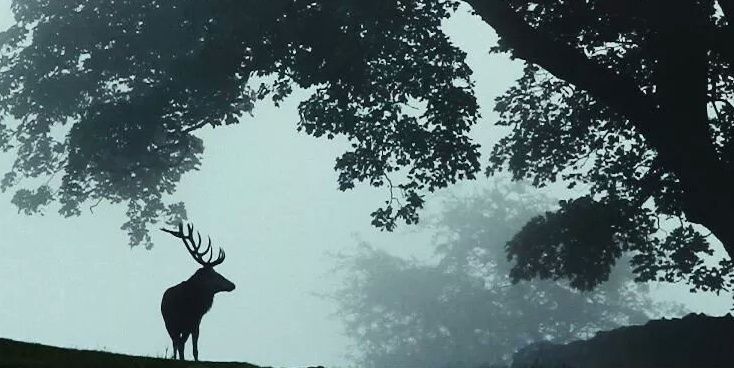 flore_vv's profile banner image
