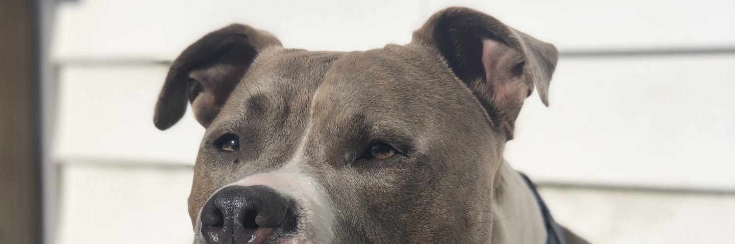simplyphiaa's profile banner image