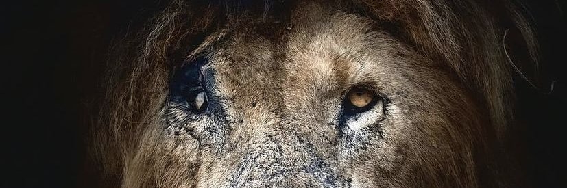 jevoni_official's profile banner image