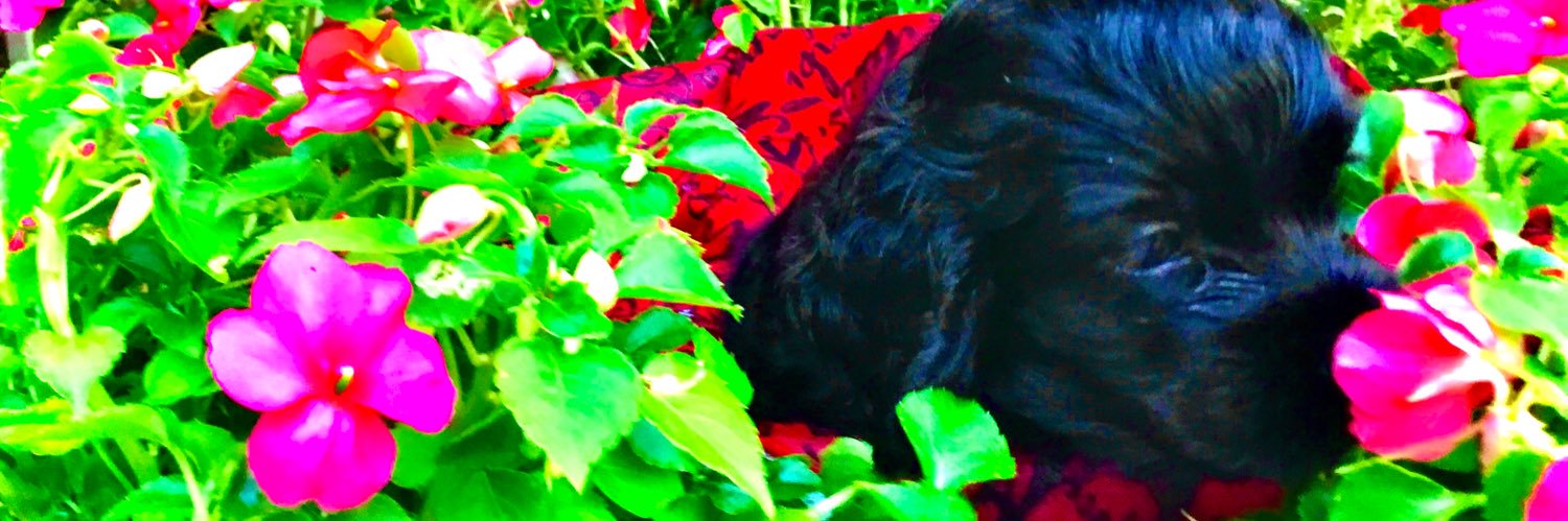 Jen_Robinette's profile banner image