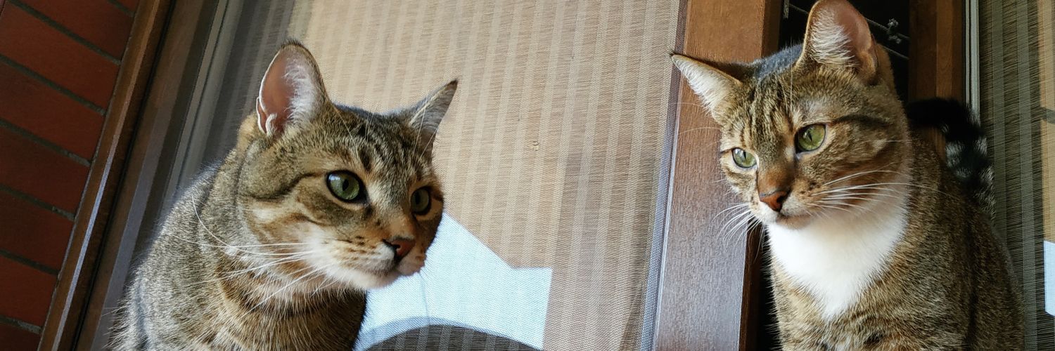 Pedros Ole ☕ 📷 banner