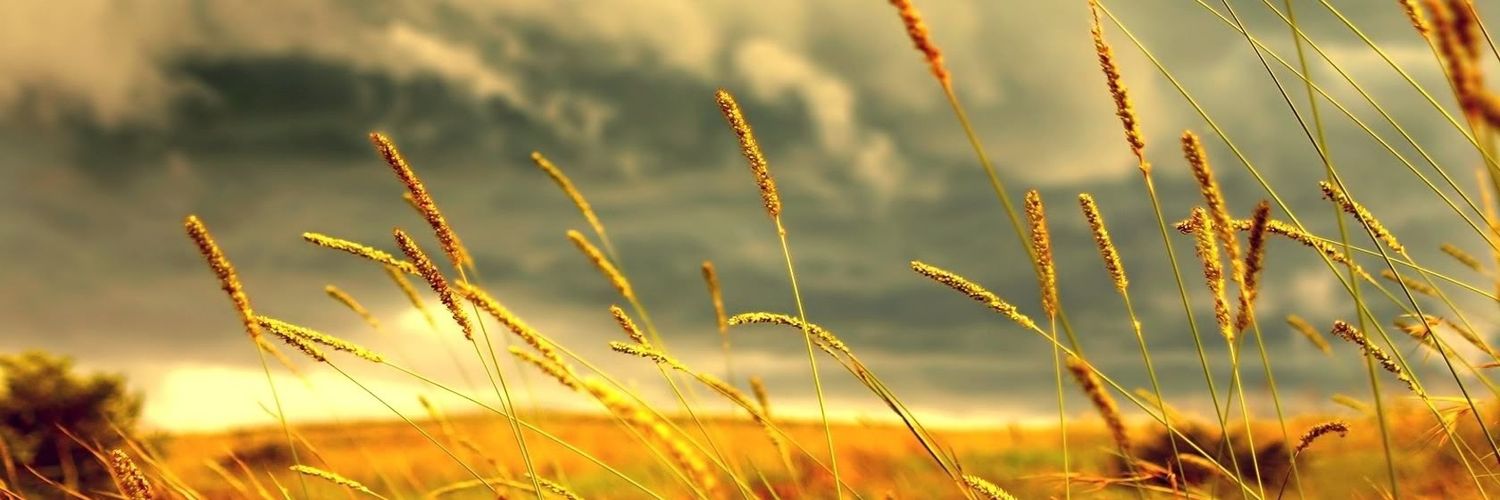 catletkin's profile banner image
