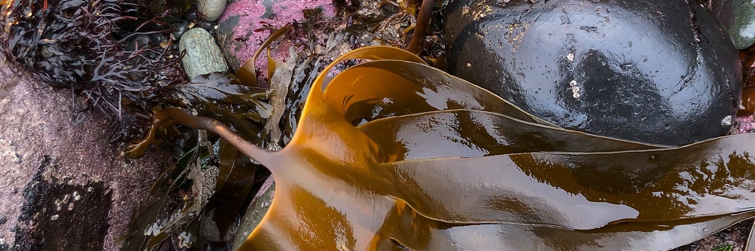 Christina Riley banner