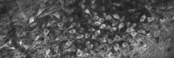 AmitVinograd Profile Banner