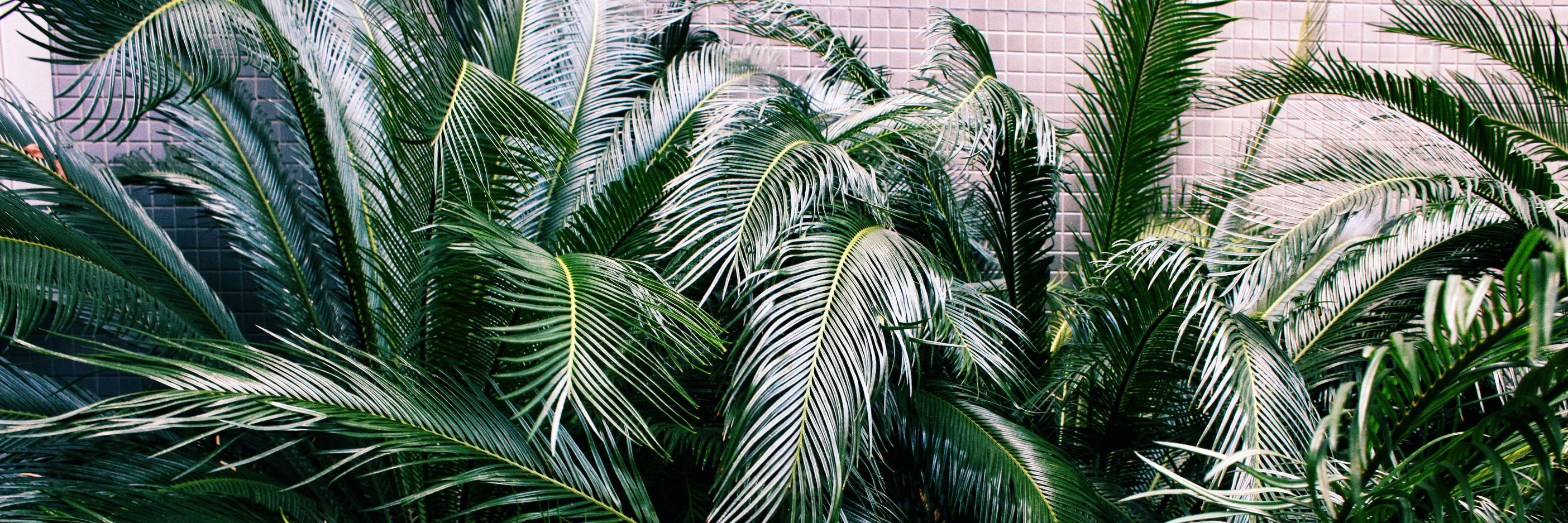 b_farias's profile banner image