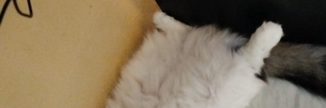 dahzki's profile banner image