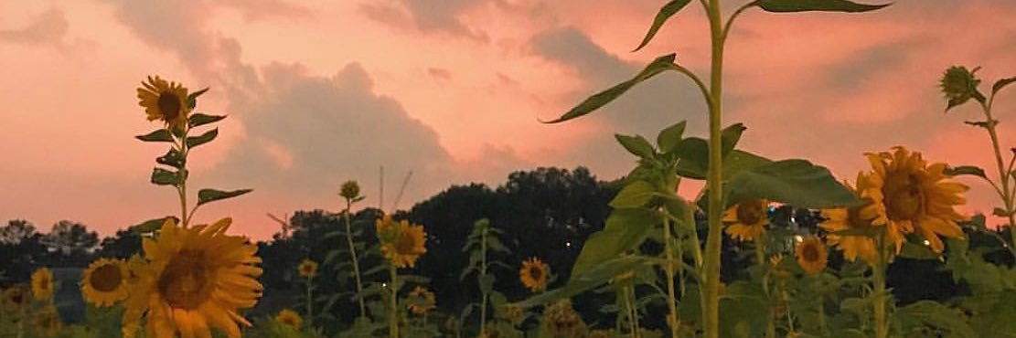 sarahiskandr's profile banner image