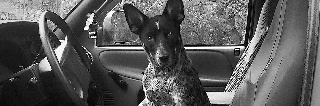 wiley_bella10's profile banner image