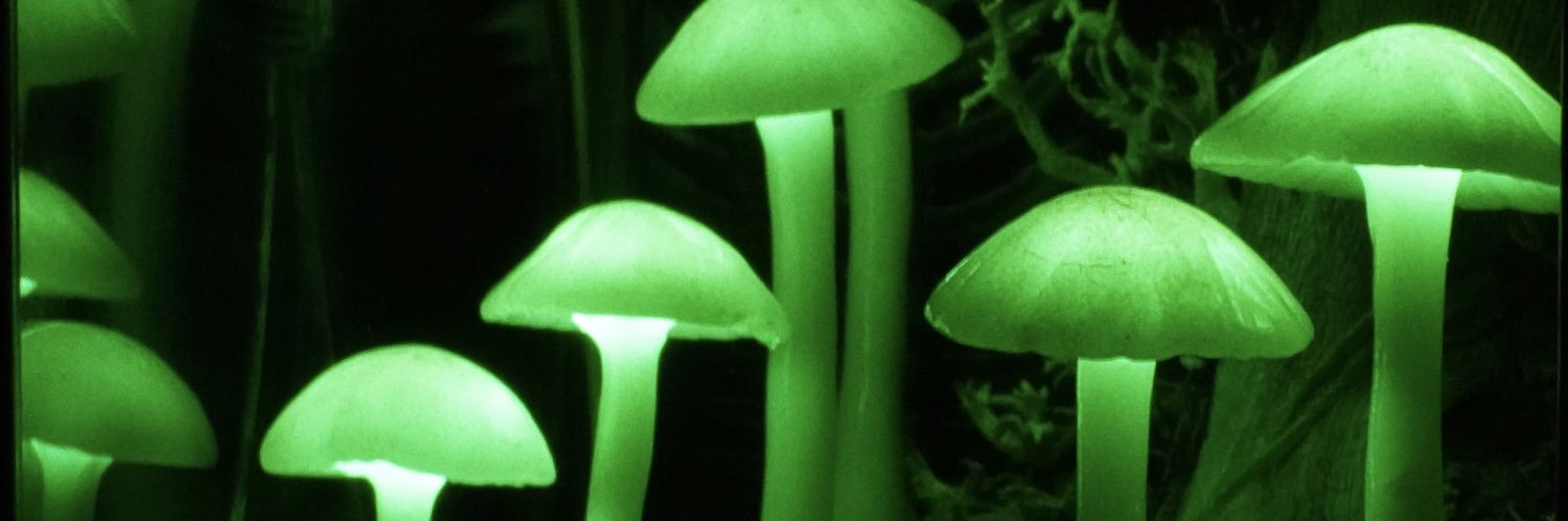 botanicaglow's profile banner image