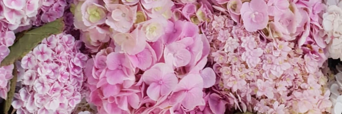 kellyaherring's profile banner image